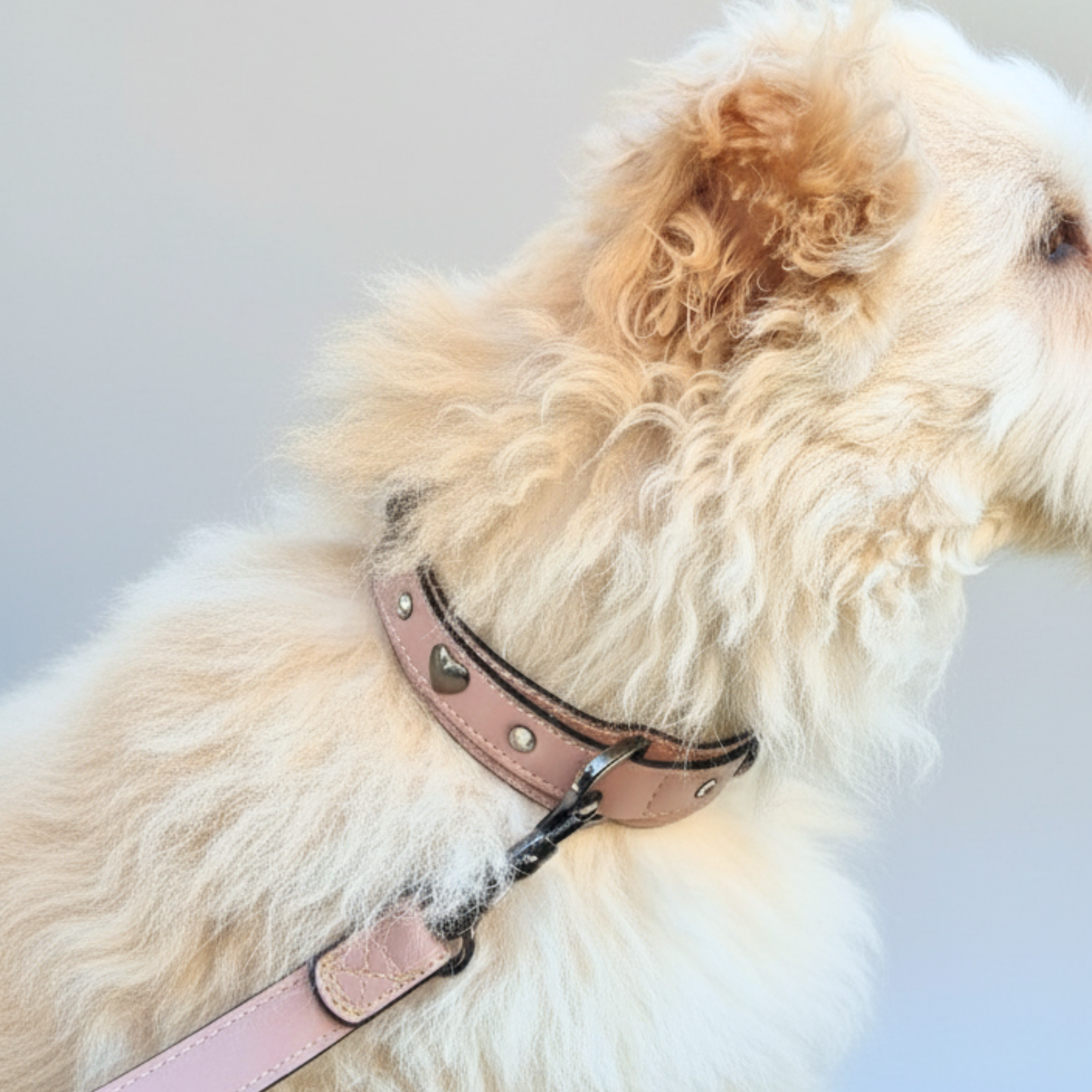 Set Collare con Cristalli e Guinzaglio in Pelle per Cani